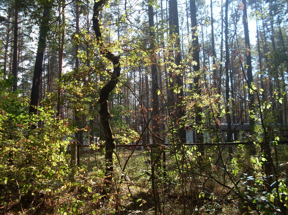 SDC13231.JPG