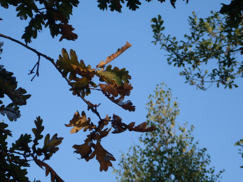 SDC13262.JPG