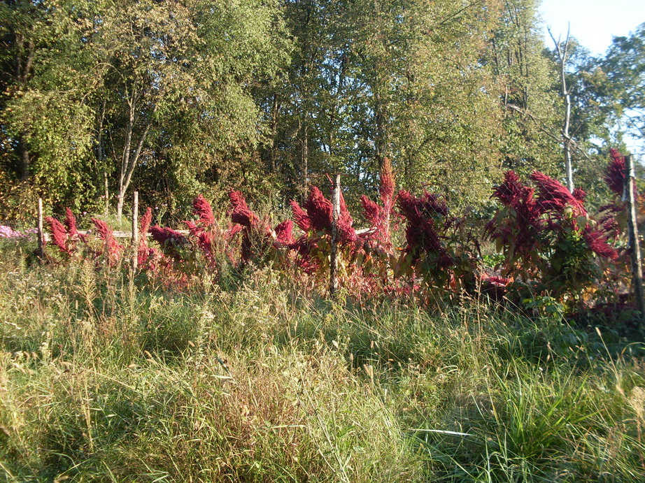 SDC13287.JPG