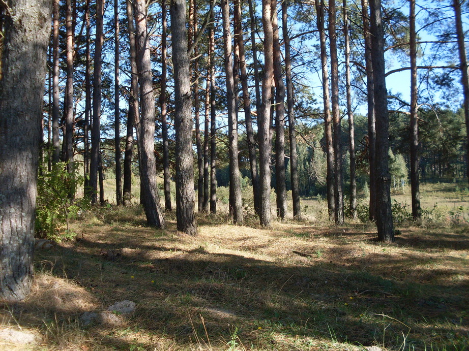 SDC13298.JPG