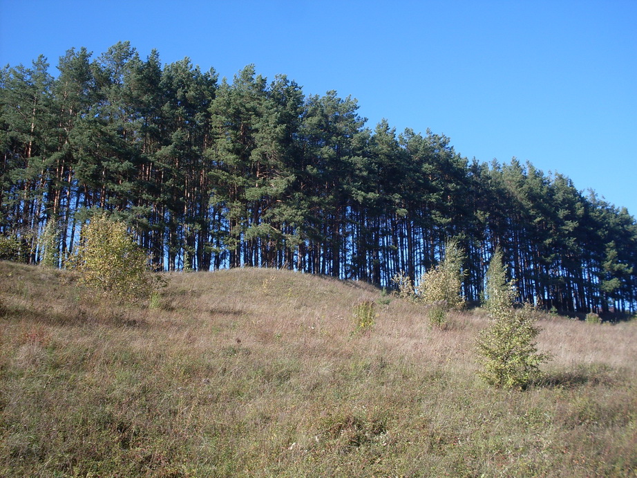 SDC13312.JPG