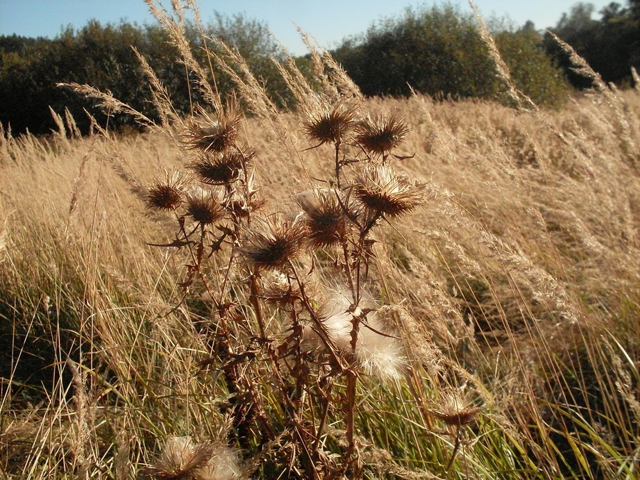 SDC13320.JPG