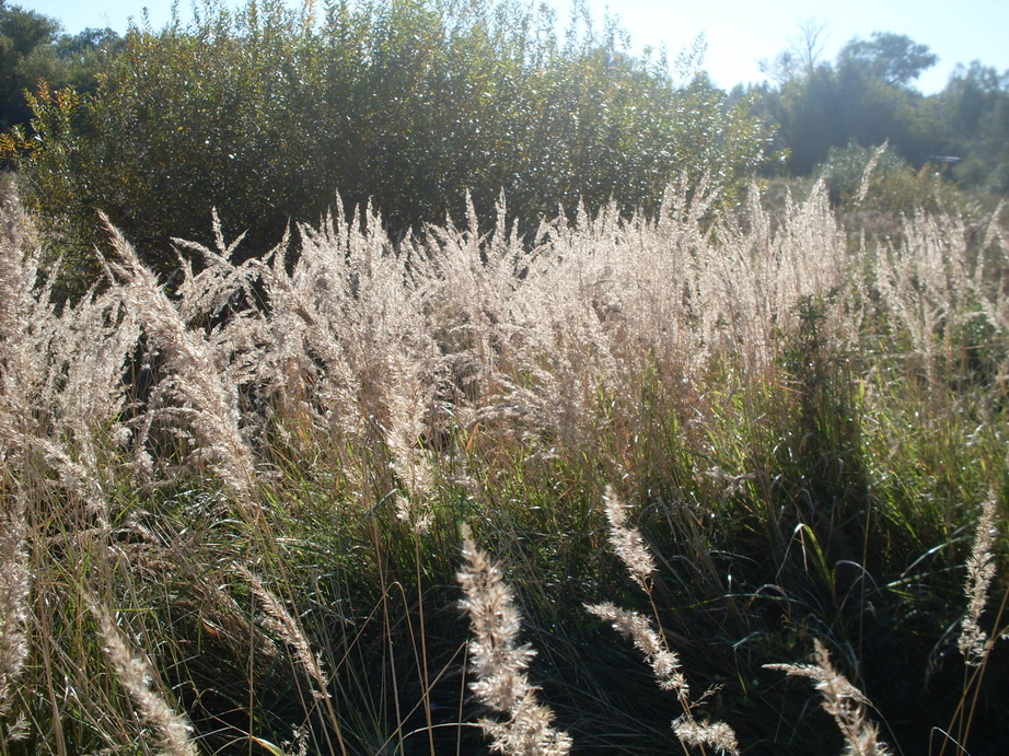 SDC13322.JPG