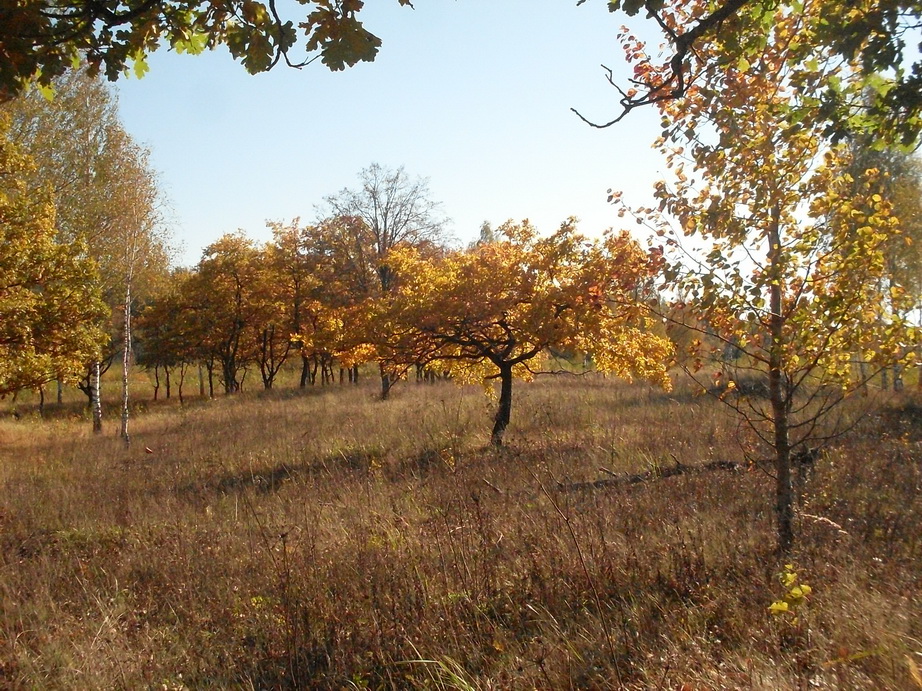SDC13337.JPG