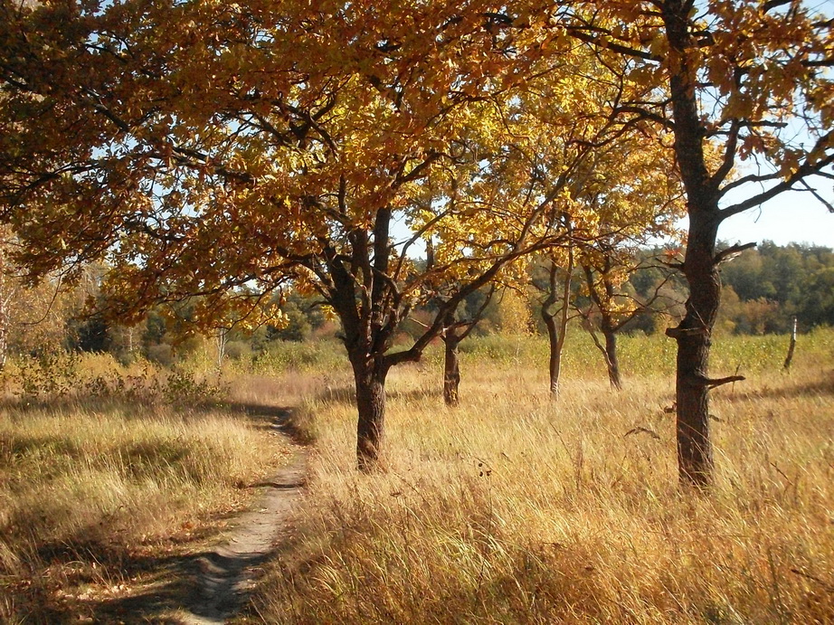 SDC13339.JPG