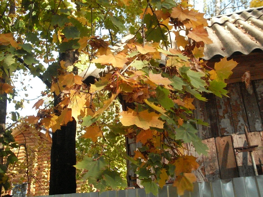 SDC13342.JPG