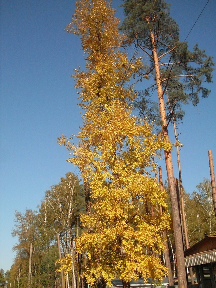 SDC13378.JPG