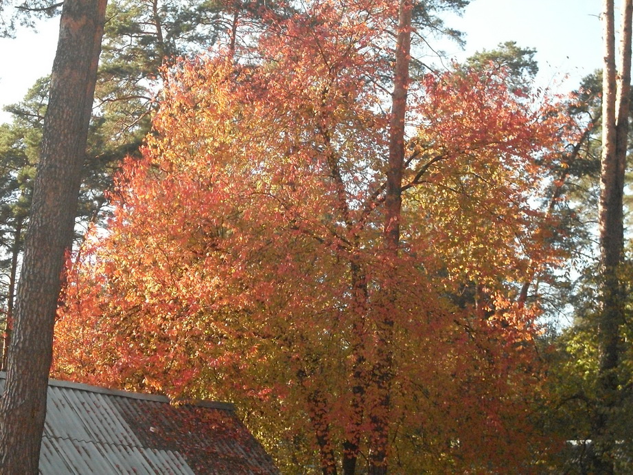SDC13379.JPG