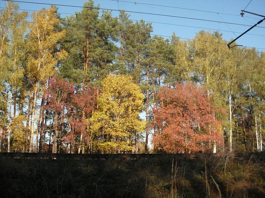 SDC13384.JPG