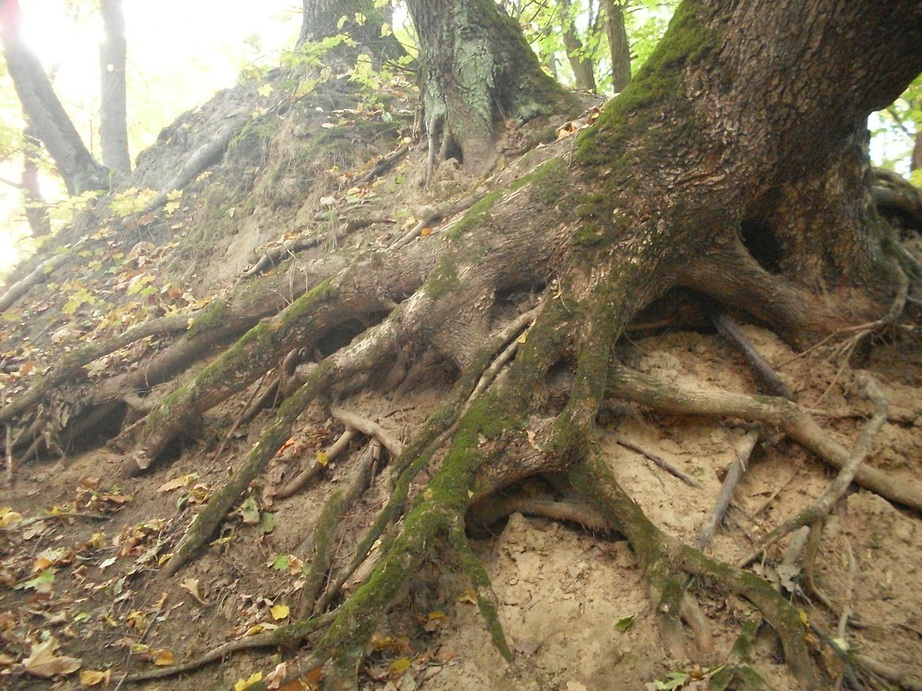 SDC13425.JPG