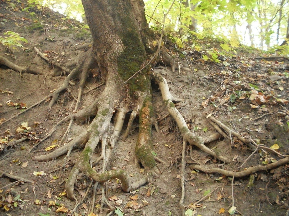 SDC13438.JPG