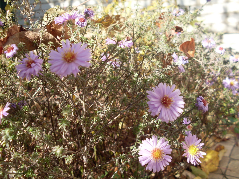 SDC13495.JPG