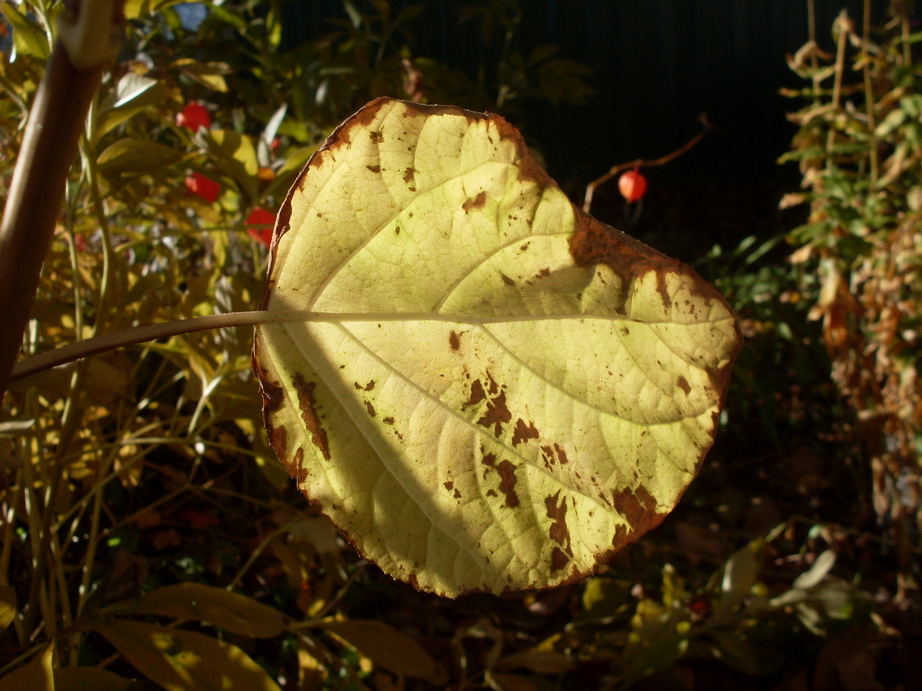 SDC13499.JPG