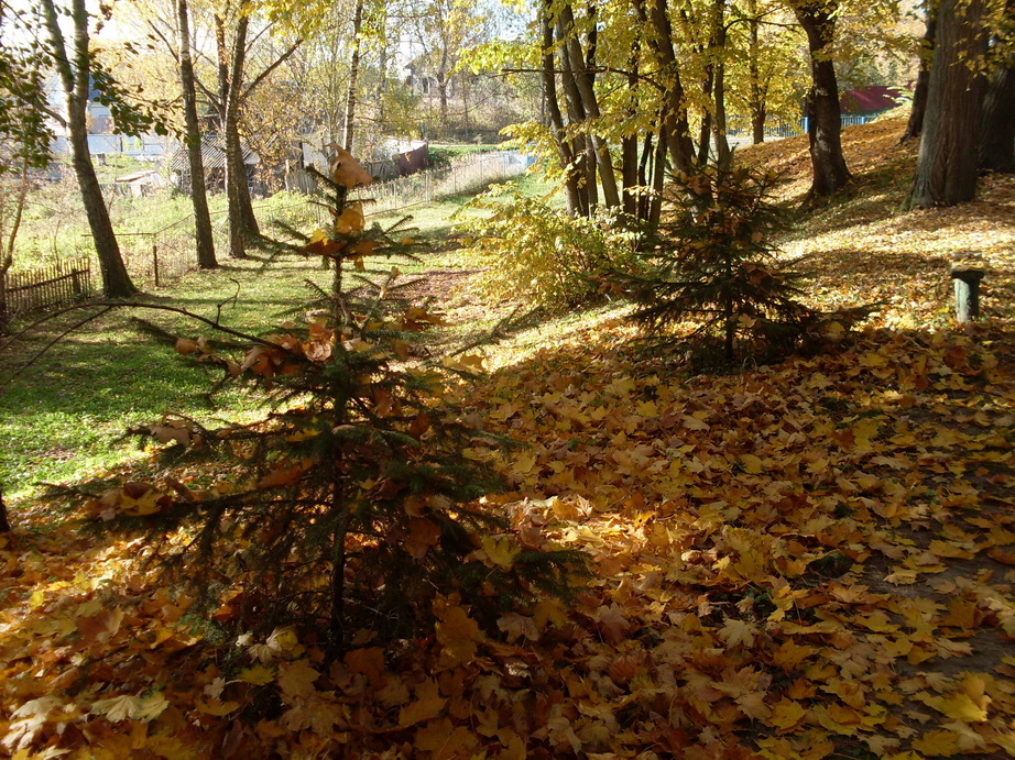 SDC13507.JPG