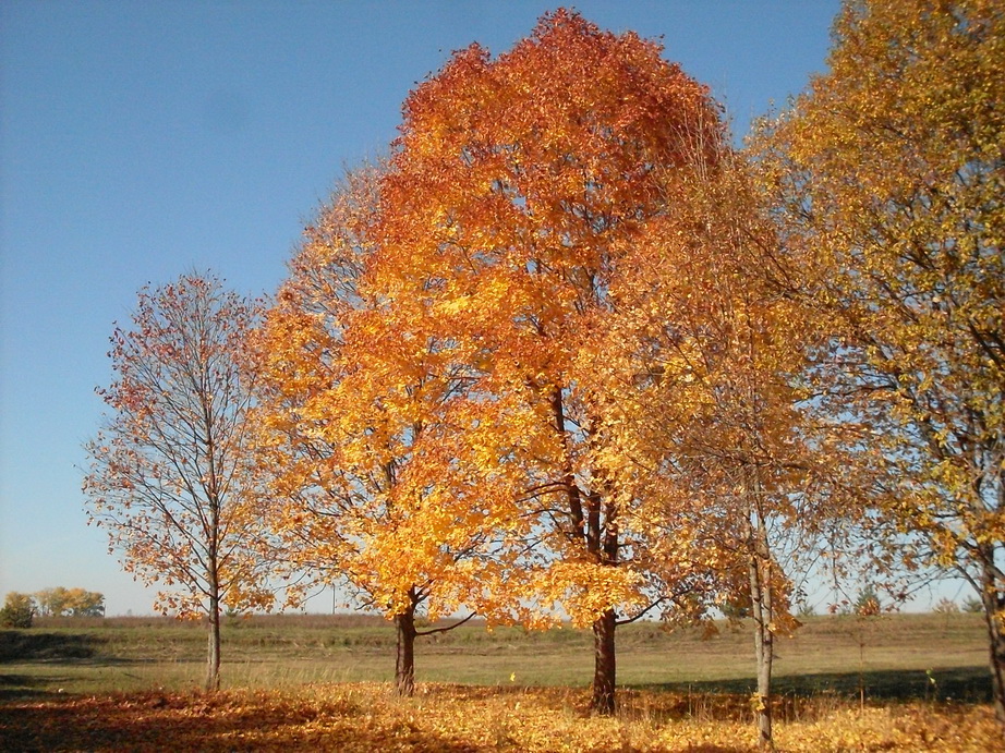 SDC13544.JPG