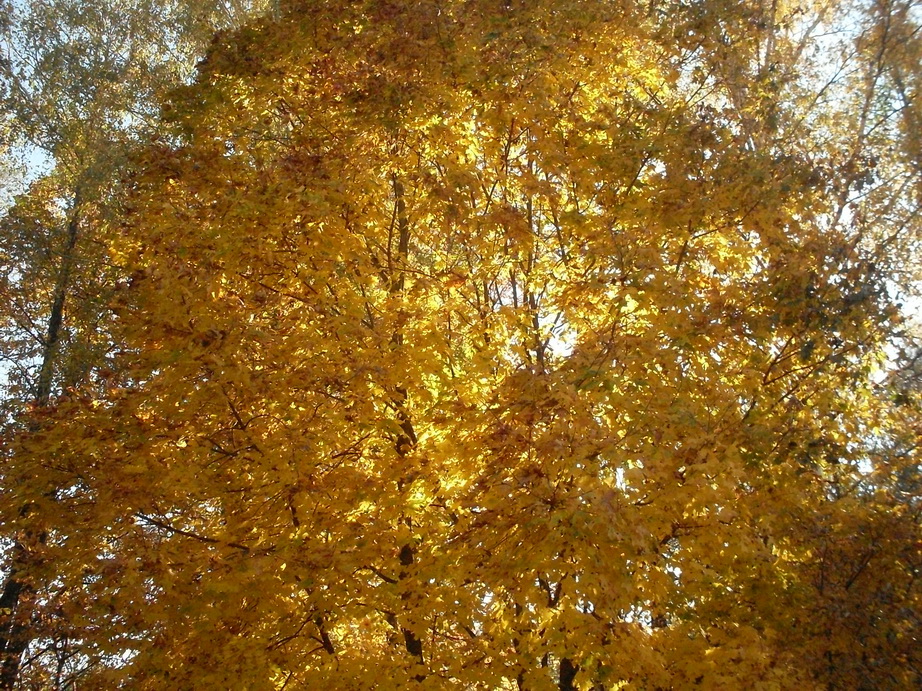 SDC13545.JPG