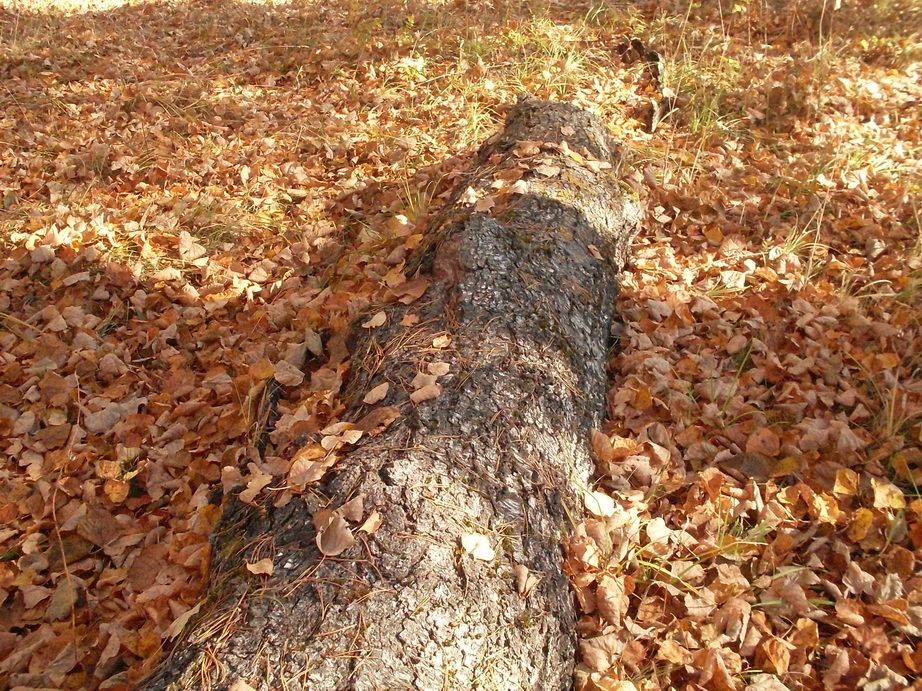 SDC13546.JPG