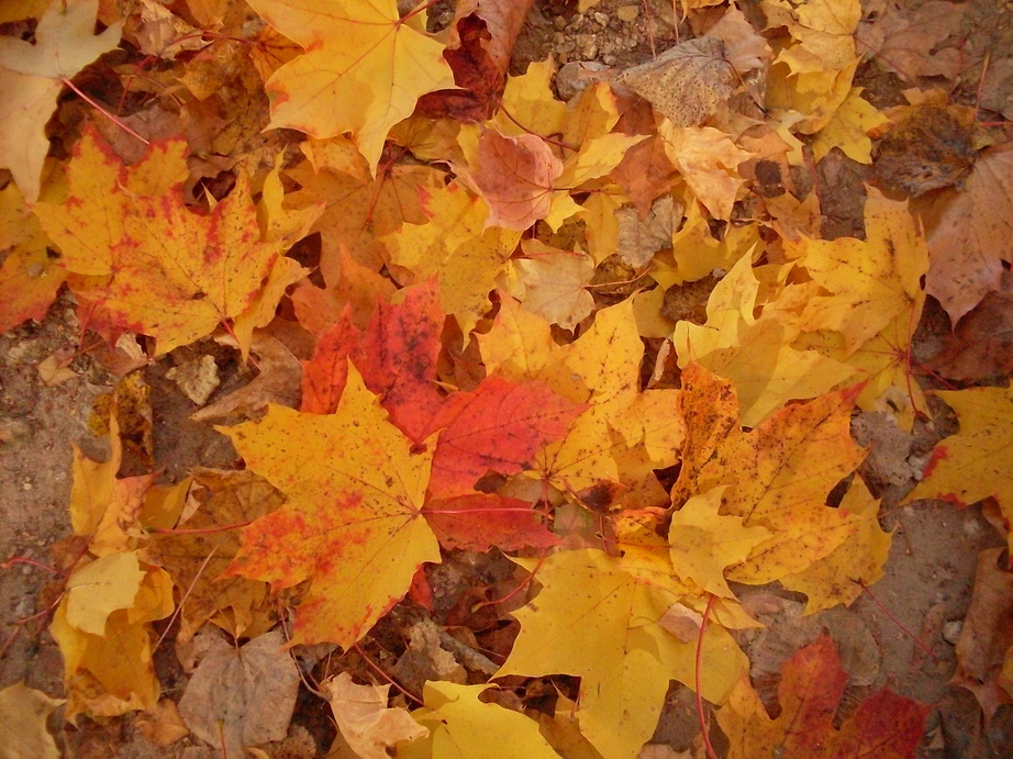 SDC13553.JPG