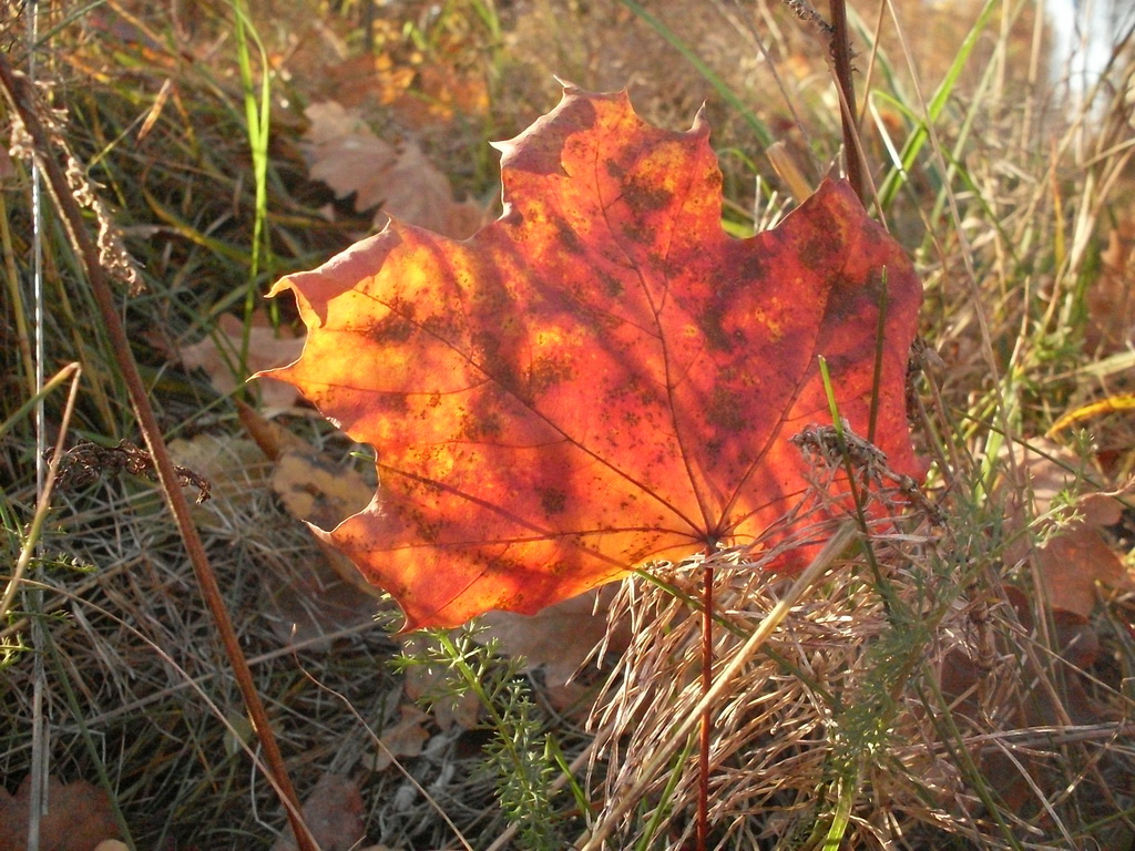 SDC13564.JPG