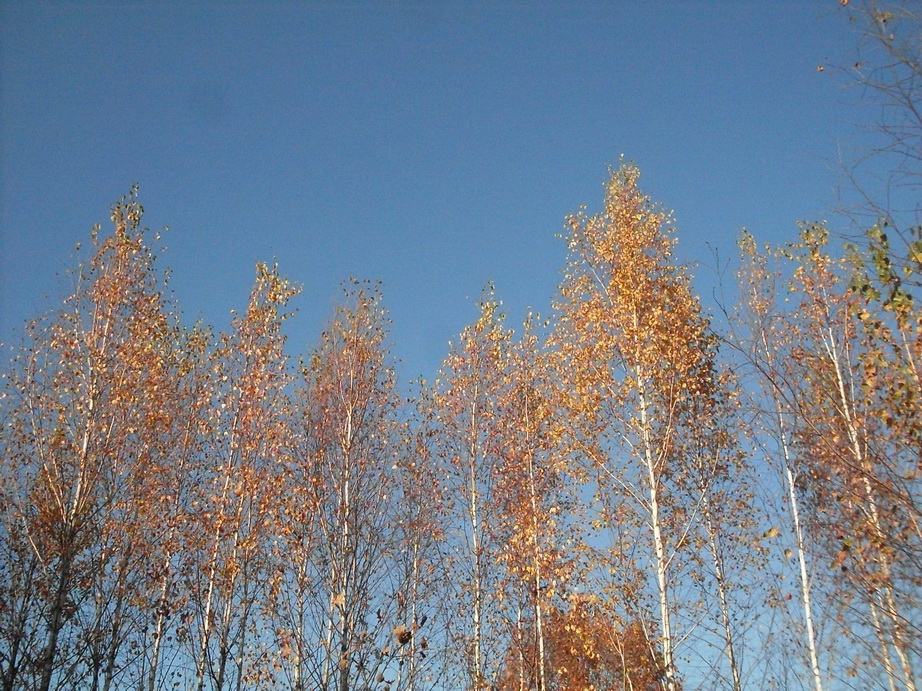 SDC13565.JPG