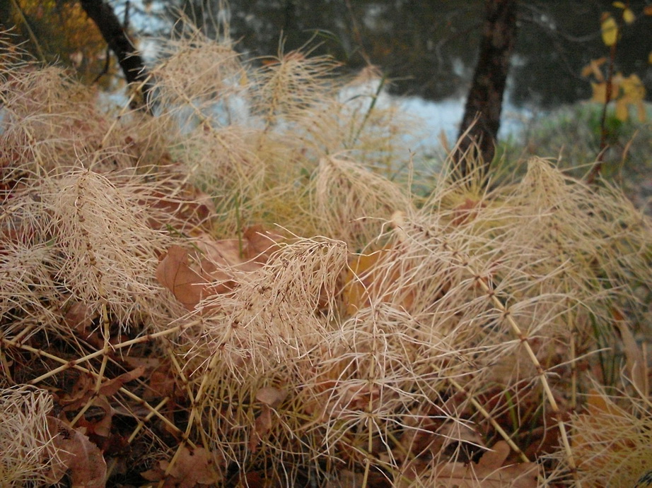 SDC13566.JPG