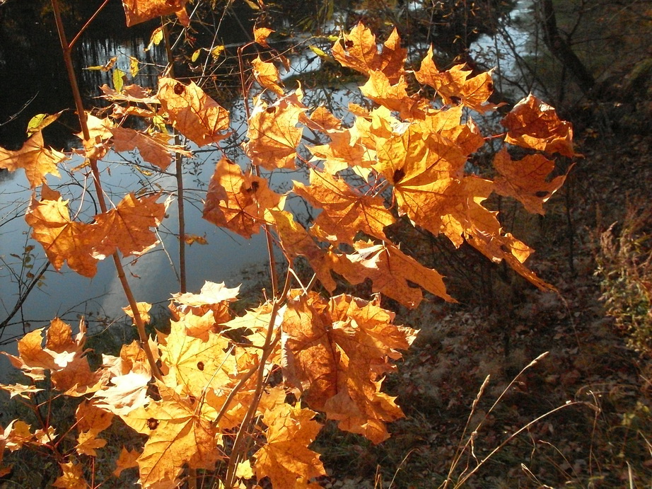 SDC13570.JPG