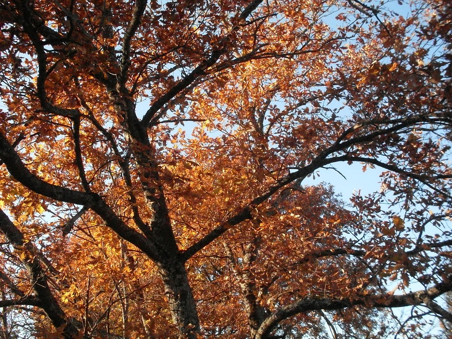 SDC13573.JPG