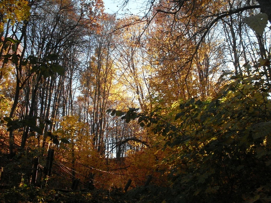 SDC13576.JPG