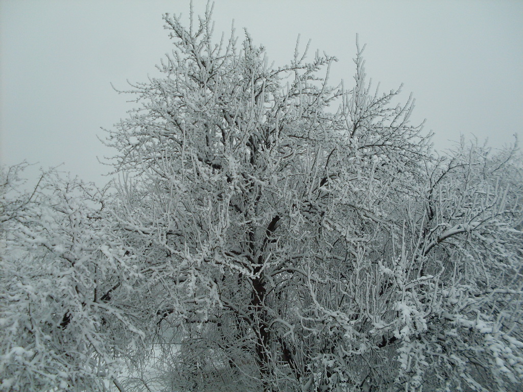 SDC13586.JPG