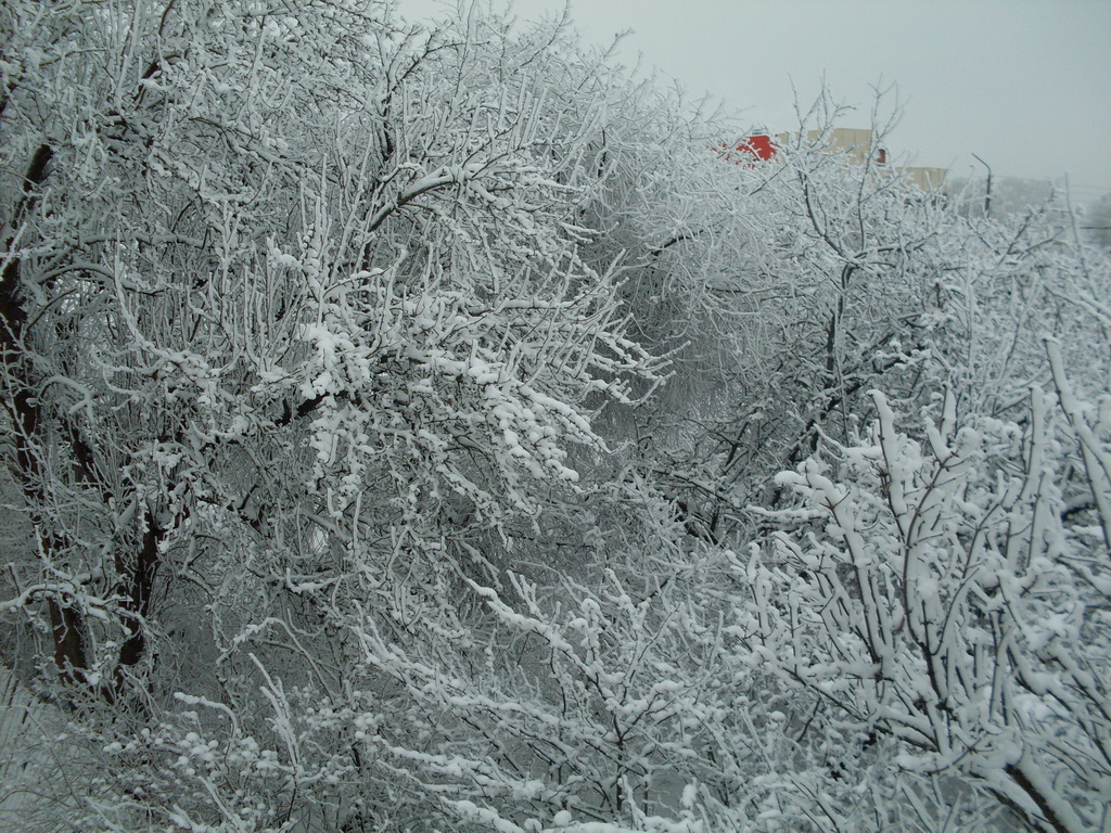 SDC13587.JPG