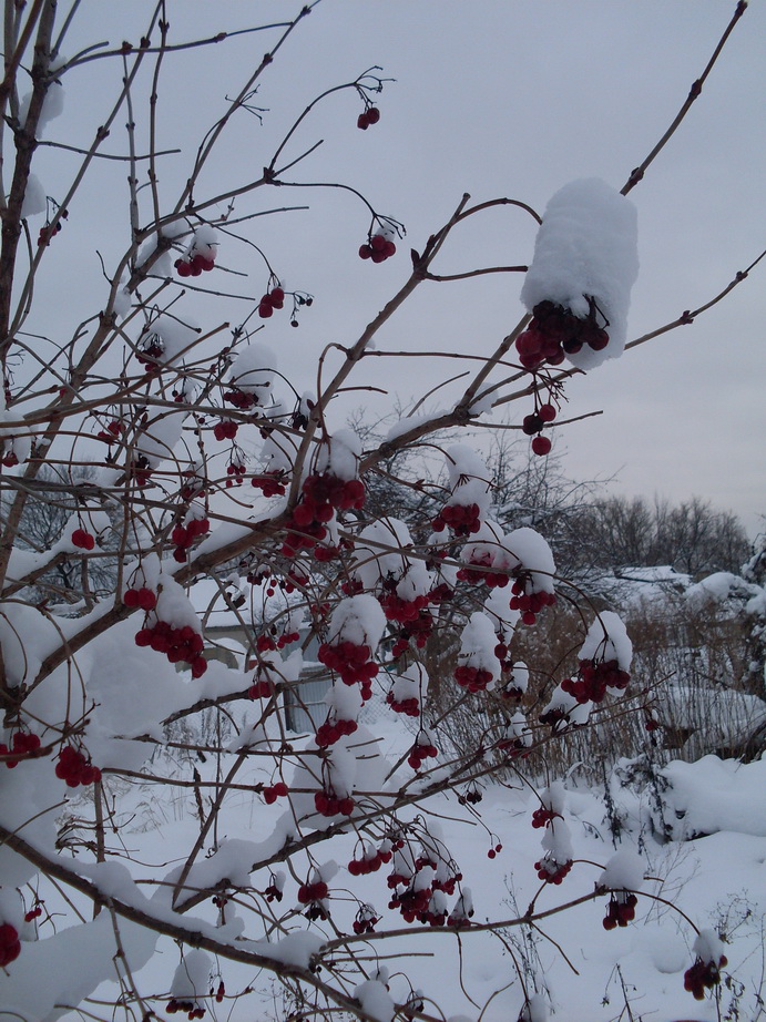 SDC13611.JPG