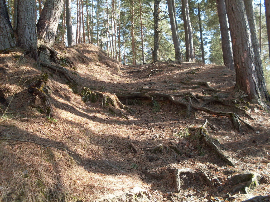 SDC13701.JPG