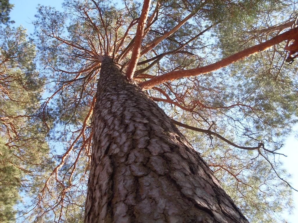 SDC13711.JPG