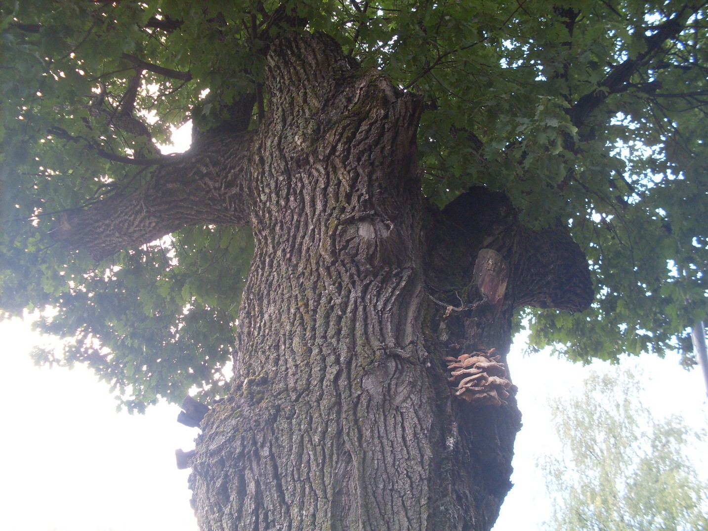 SDC15484.jpg