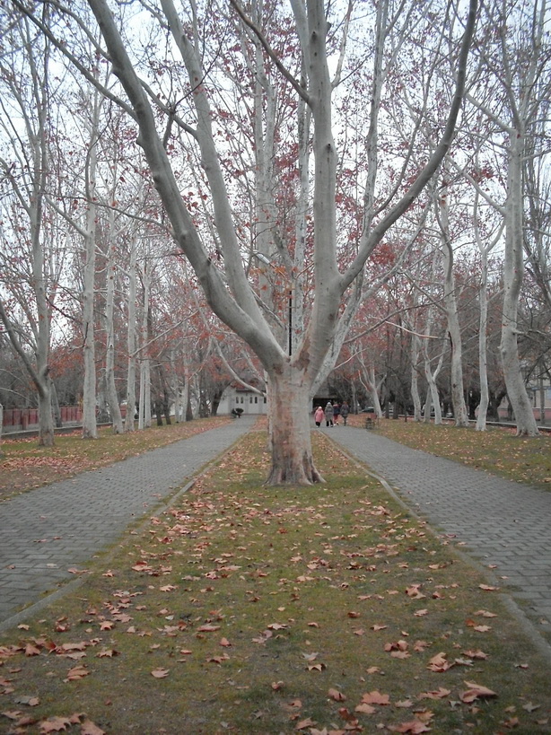 SDC15623.JPG