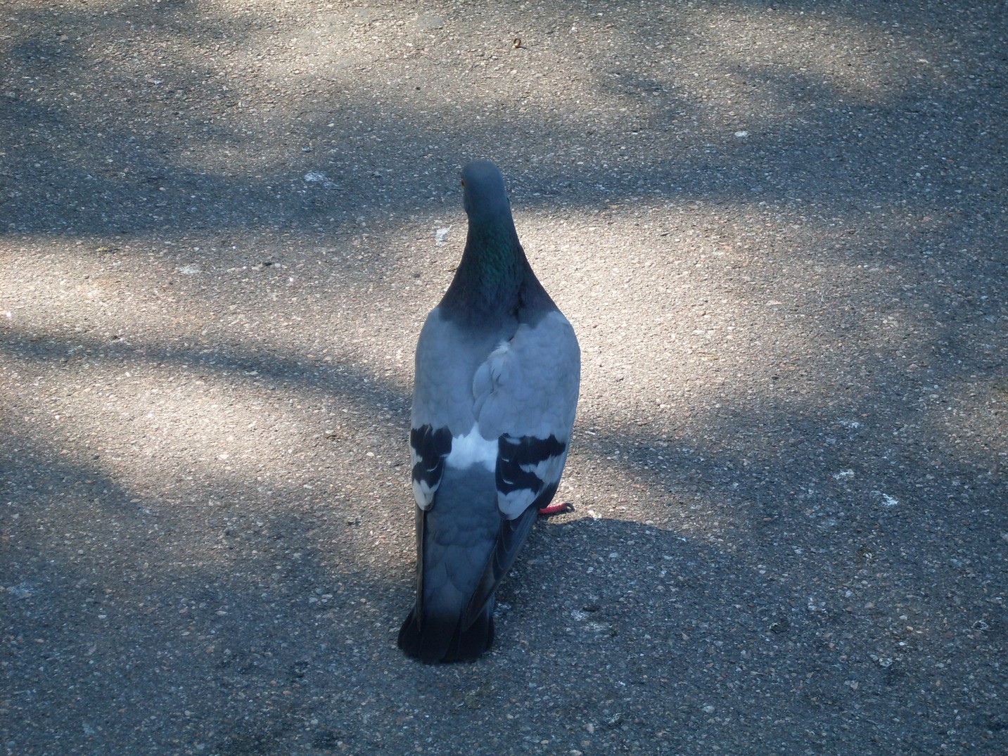 SDC15675.jpg