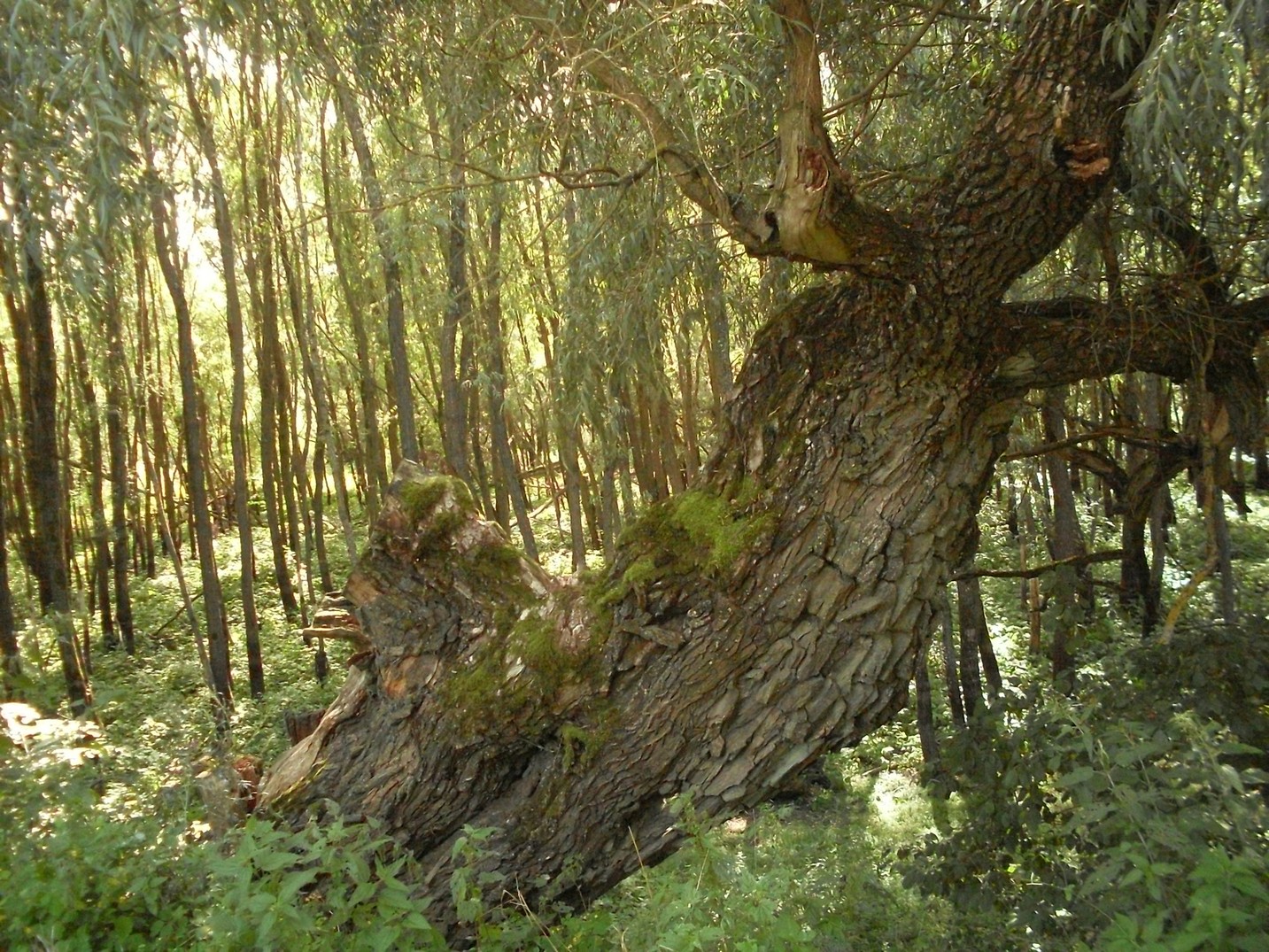 SDC15901.jpg