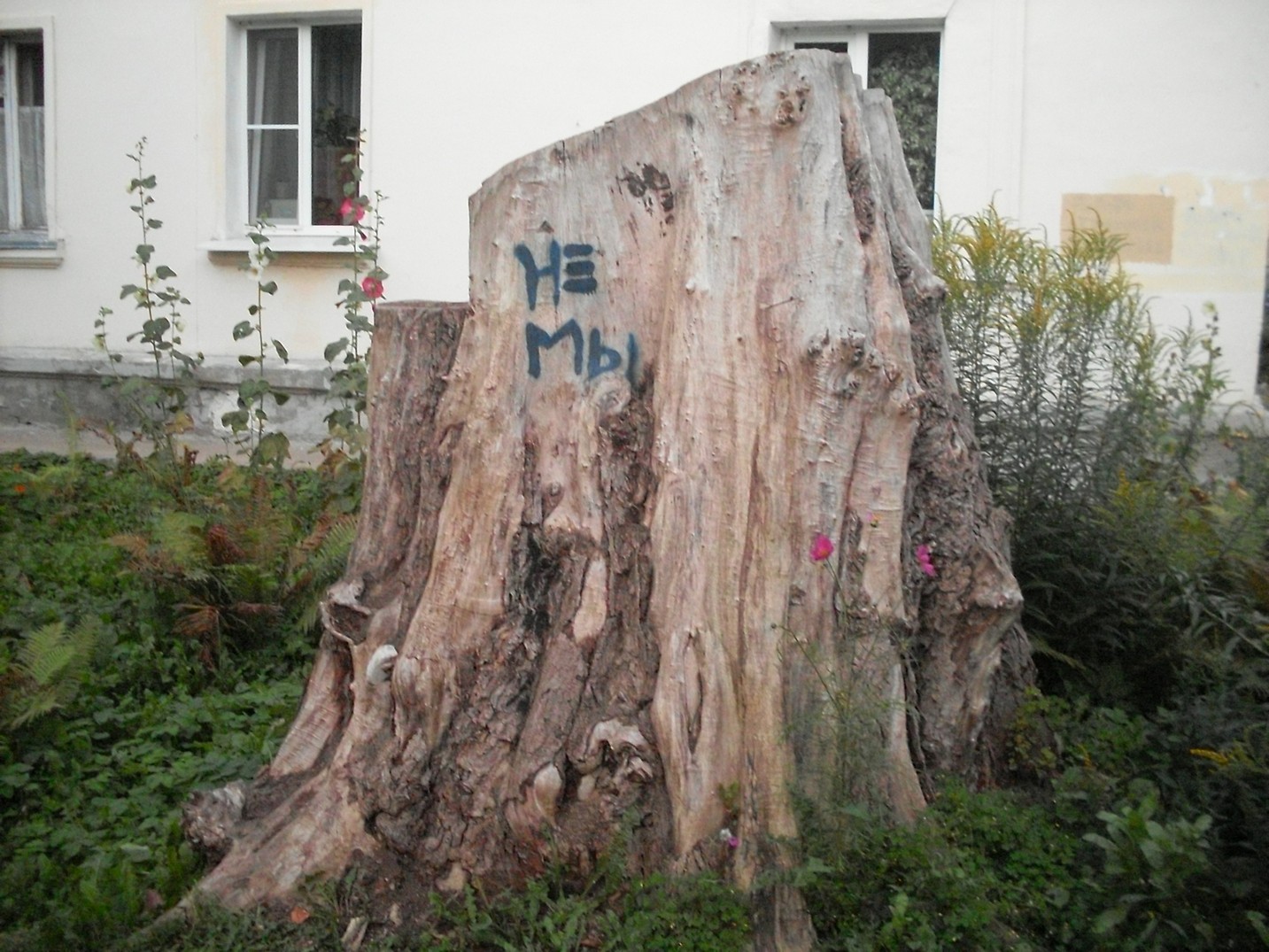 SDC16156.jpg