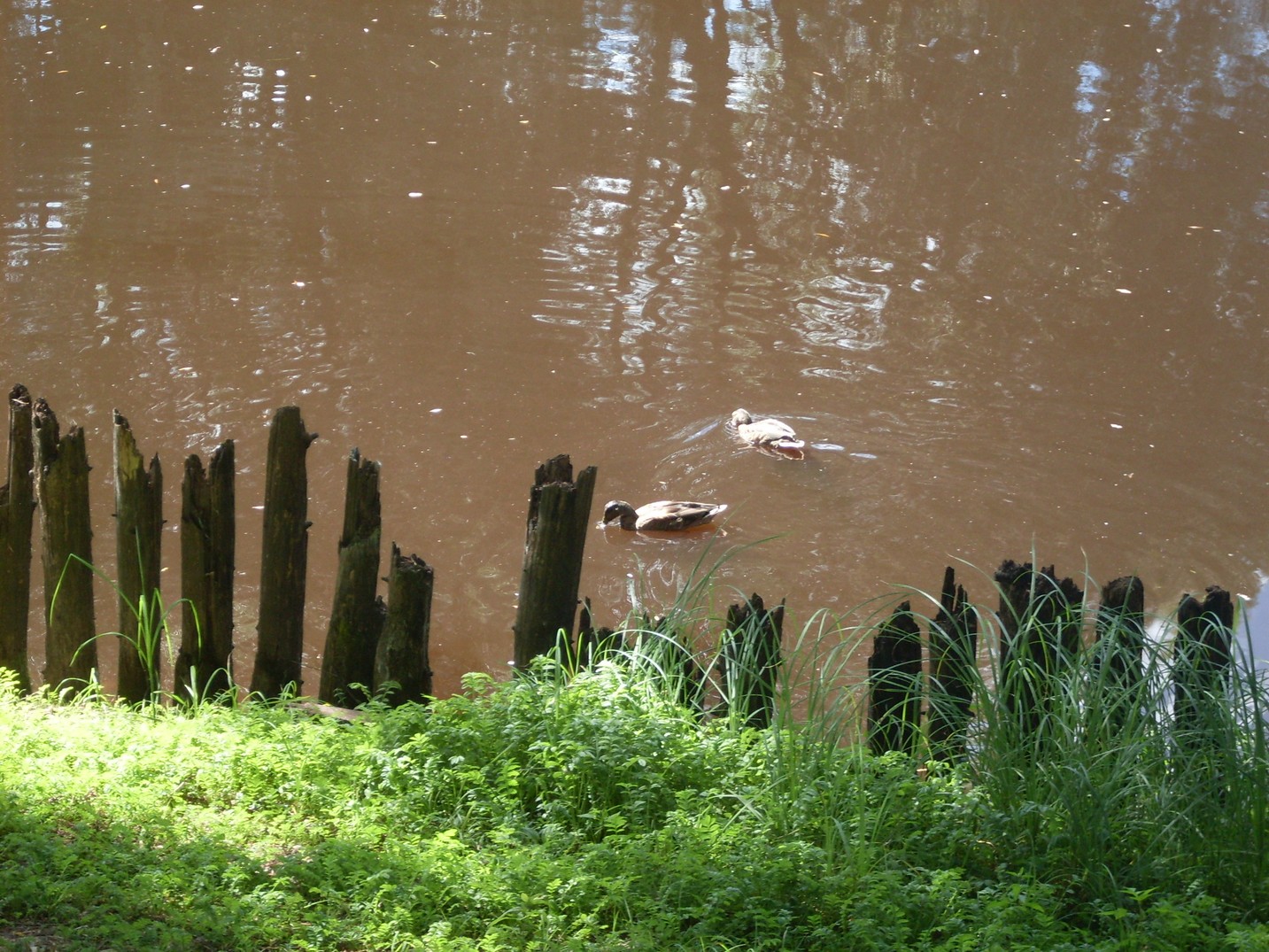 SDC16212.jpg
