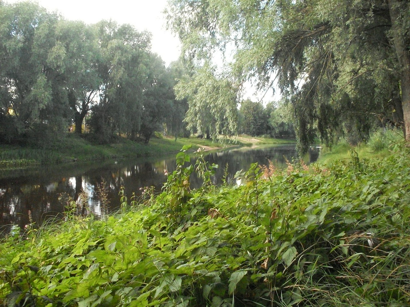SDC16329.jpg