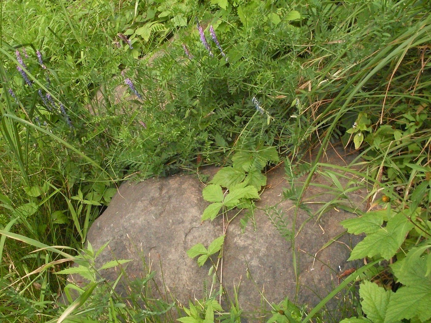 SDC16334.jpg