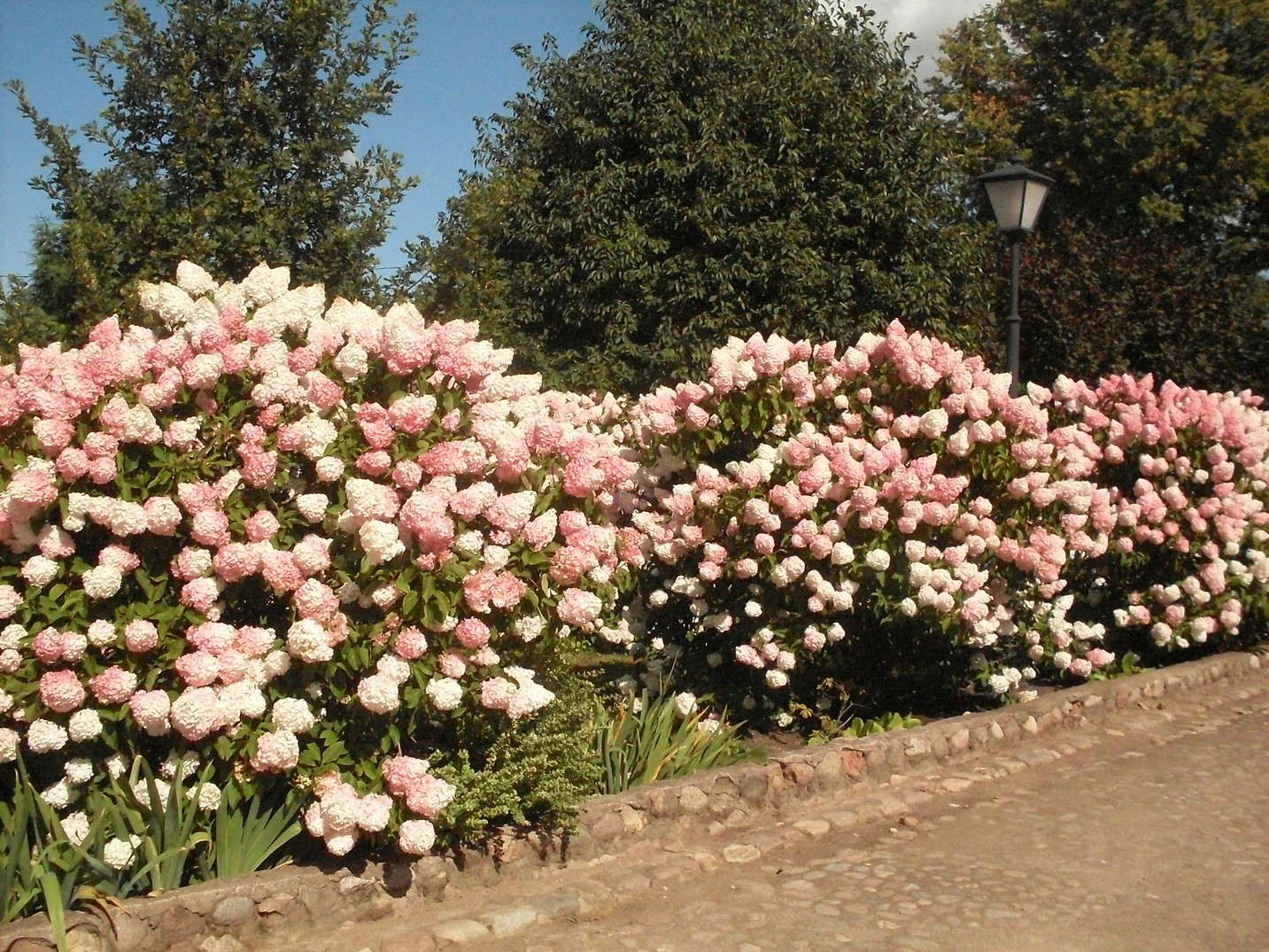 SDC16374.jpg