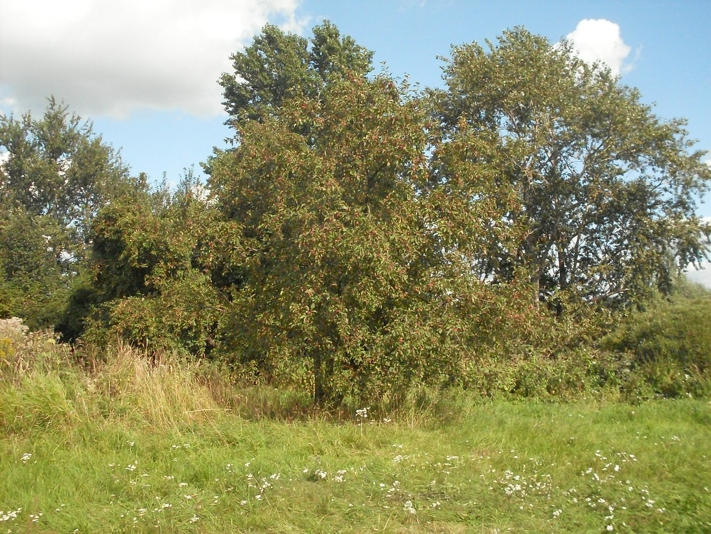 SDC16620.jpg