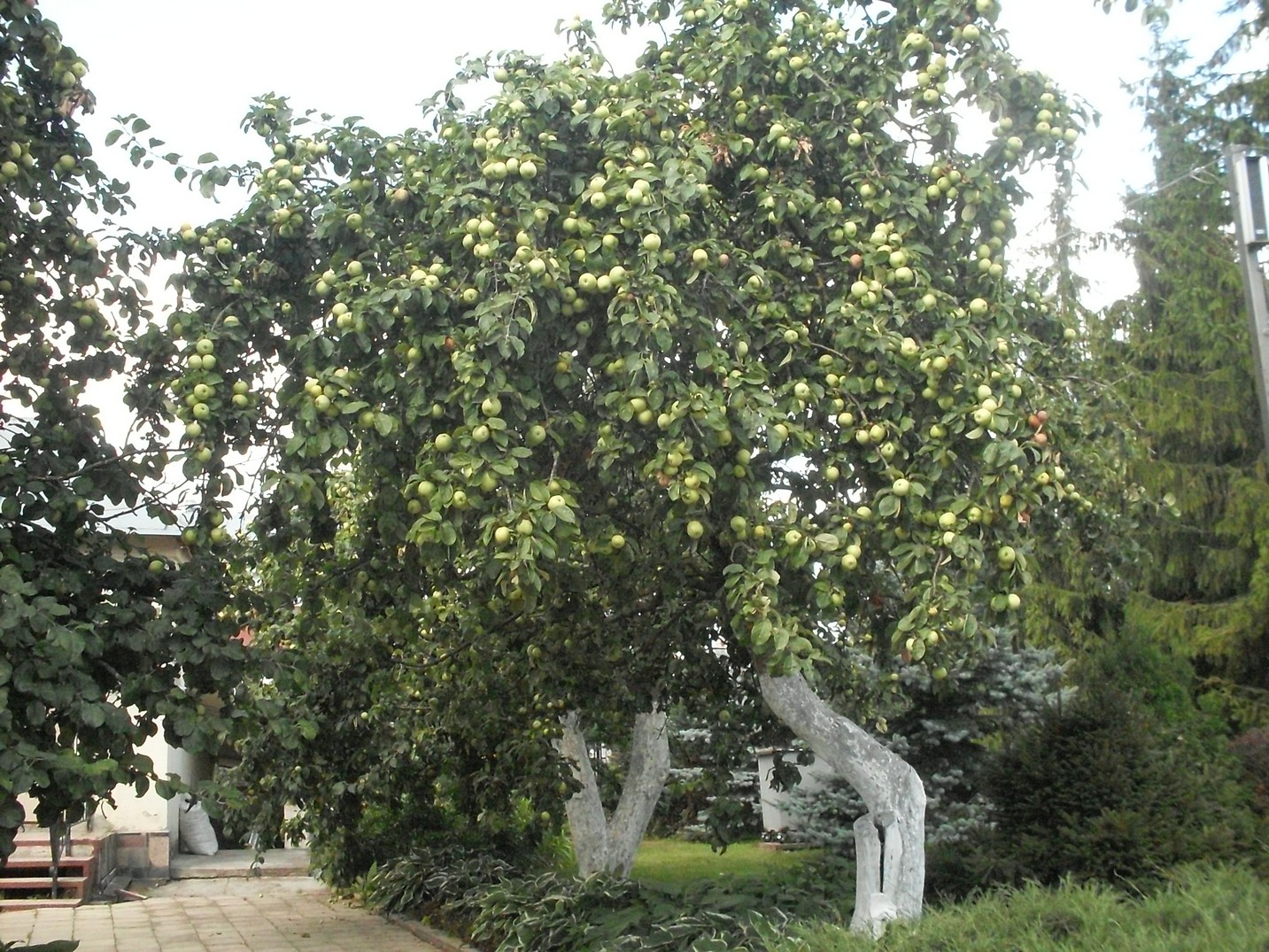 SDC16641.jpg