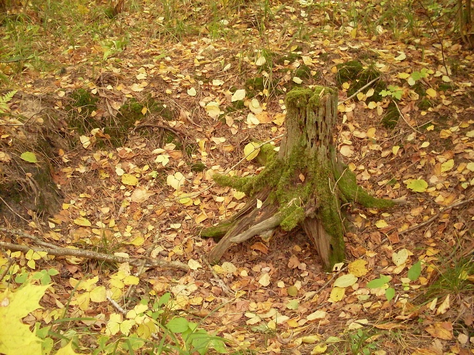SDC17648.JPG