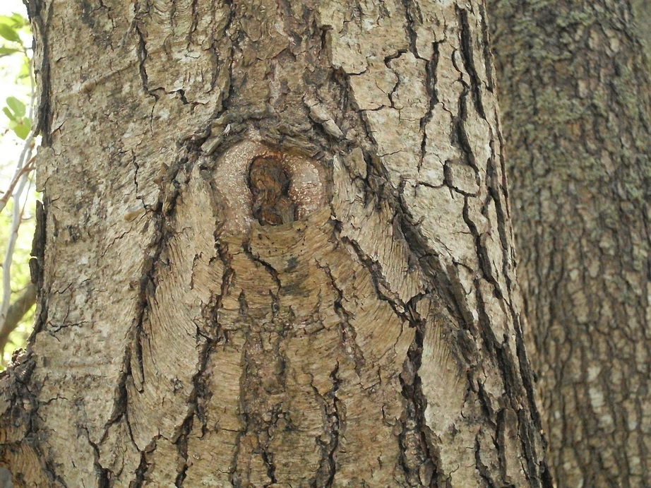 SDC18498.JPG