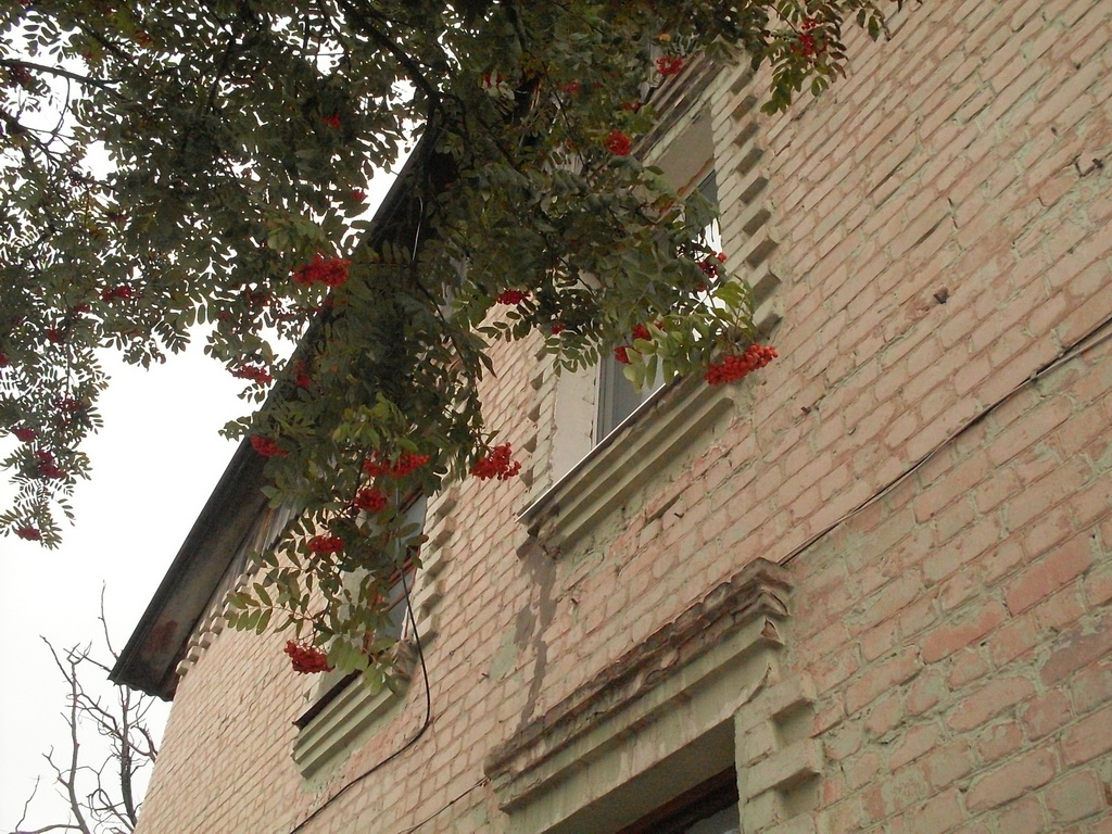 SDC19271.JPG