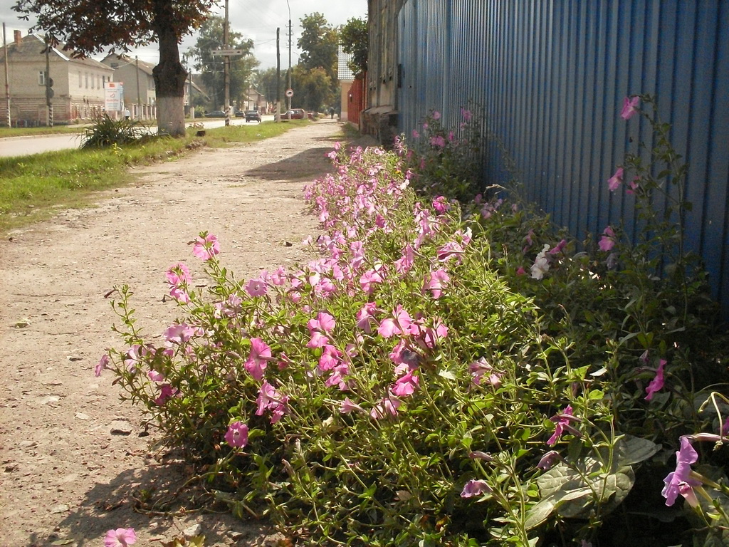 SDC19399.JPG