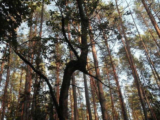 SDC19497.JPG