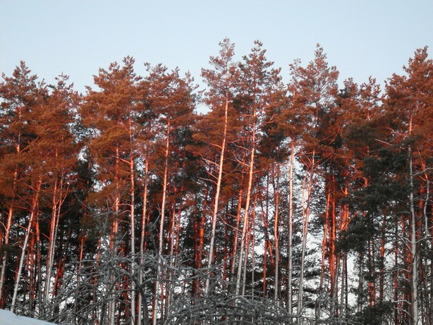 SDC19672.JPG